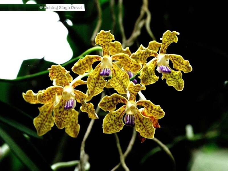 Best-Beautiful-Flora-Santuray-at-Partapgarh-23