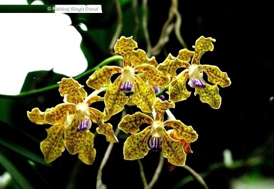 Best-Beautiful-Flora-Santuray-at-Partapgarh-rajasthan